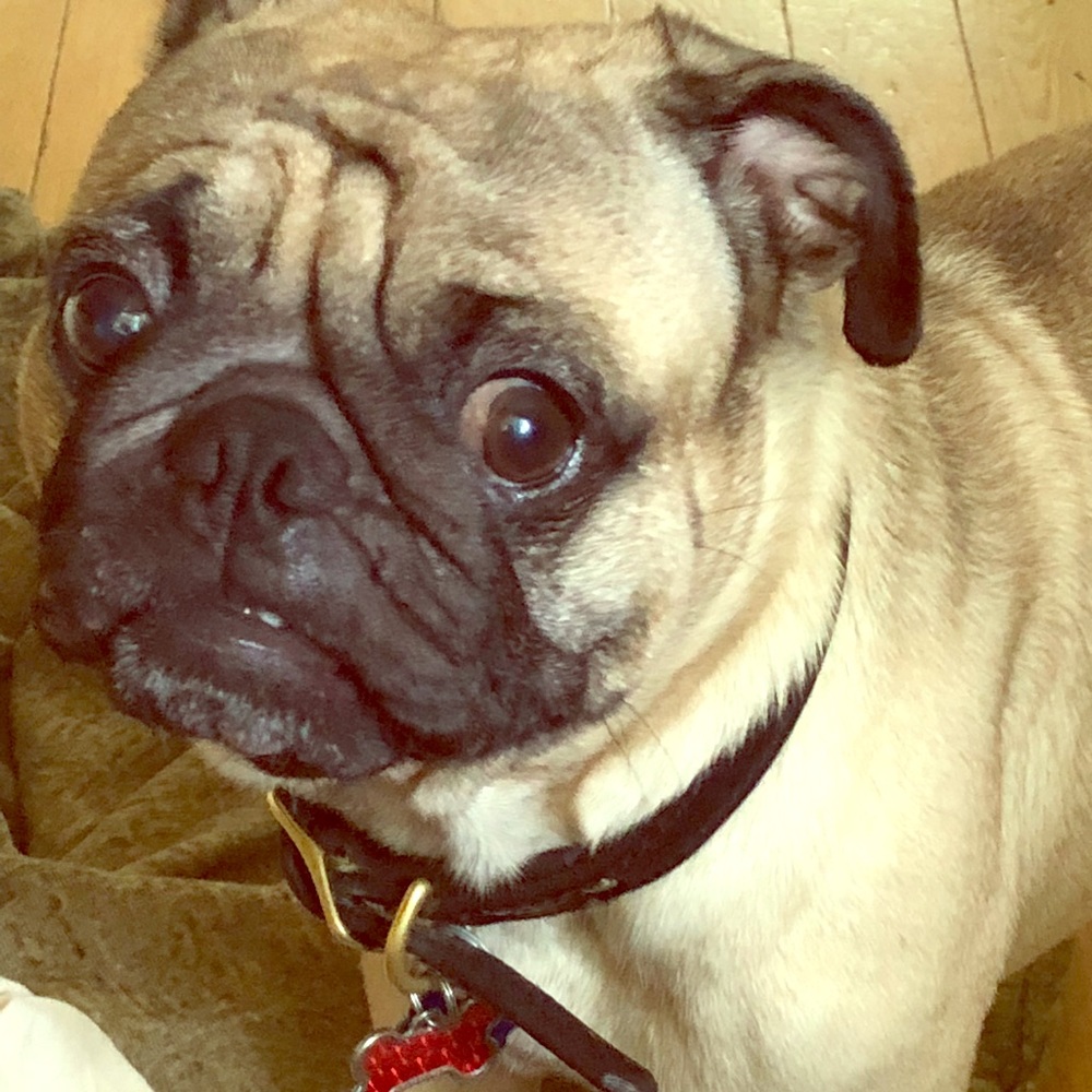 Meet your Posher, Cecilia